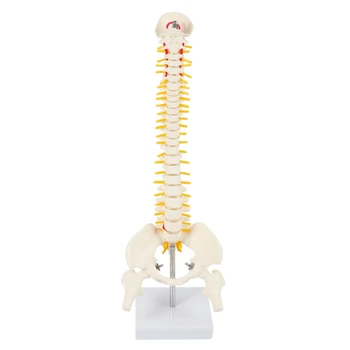 45 см Гибкая модель поясничного изгиба 1: 1 для взрослых, модель скелета человека с позвоночным диском, модель таза, используемая для массажа, йоги