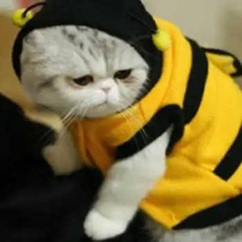 Одежда с капюшоном для домашних животных, милая модная одежда для щенков, костюм для кошек, пальто для собак, наряд в стиле пчелы